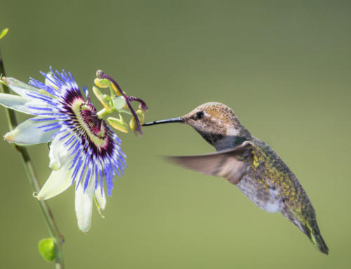 Potentialermittlung für Early Birds